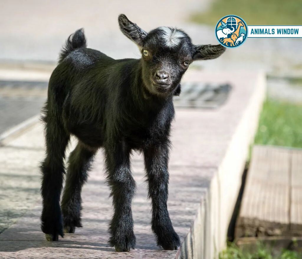 Goat Kid Clumsy Animals