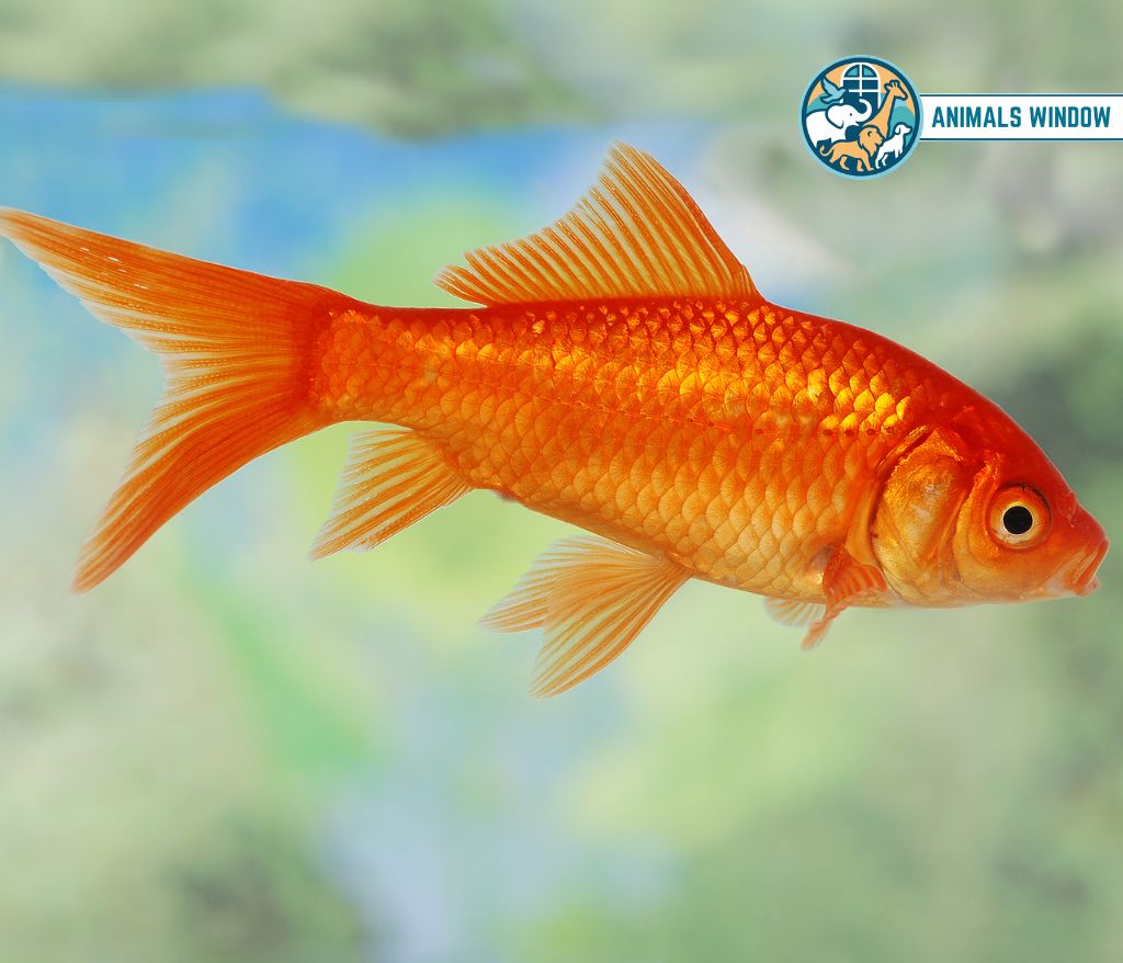 Goldfish Animals with Scales