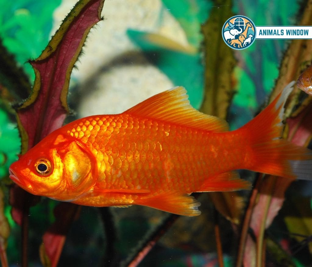 Goldfish Weak Animals in the World