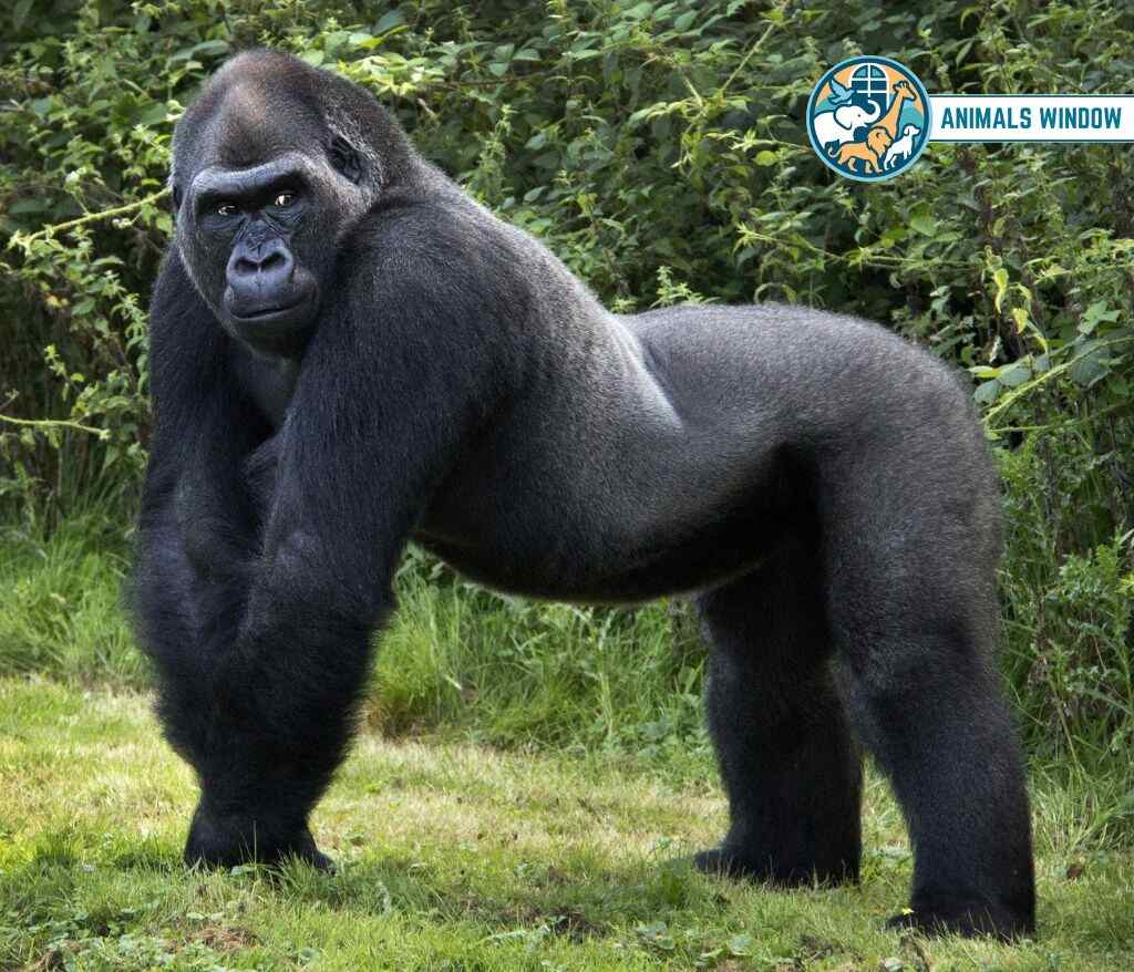 Gorilla Animal with Opposable Thumbs (With Picture and Unique Facts)