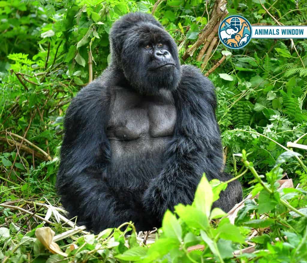 Gorilla Animals That Growl on Earth