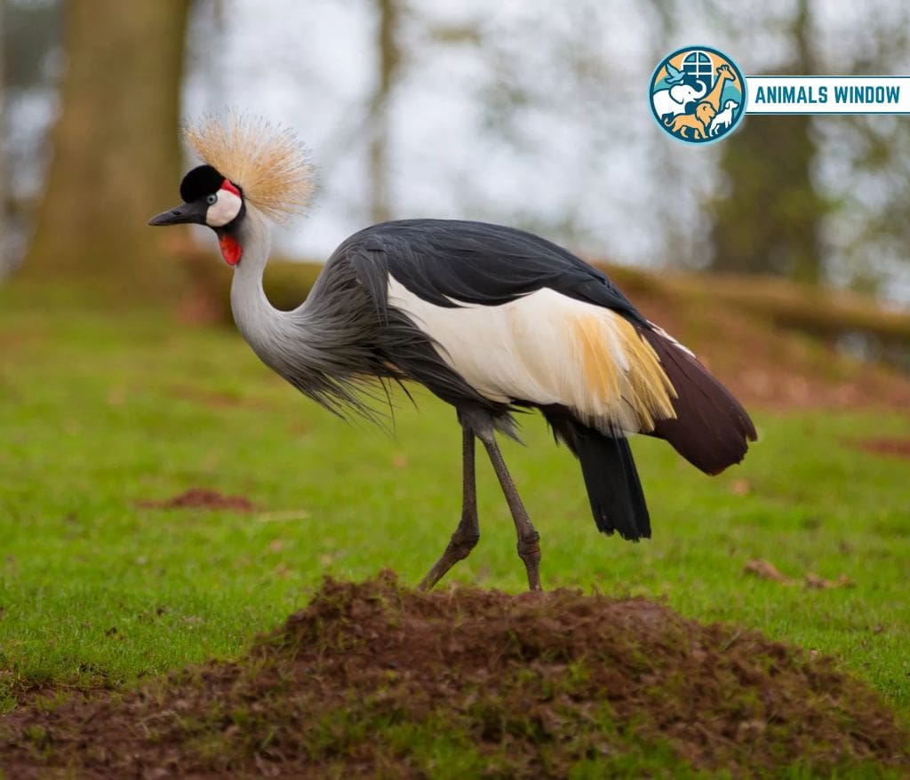 Gray Crowned Crane Spiky Animal With Spikes, Scales, and Quills