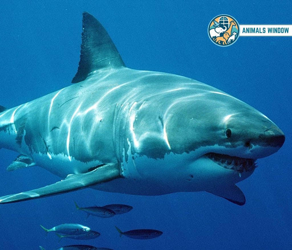 Great White Shark Animal with Scales