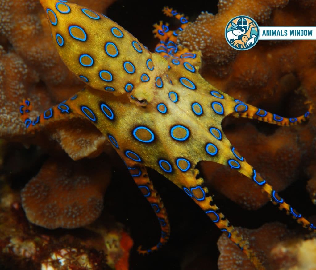 Greater Blue-ringed Octopus Blue Animal