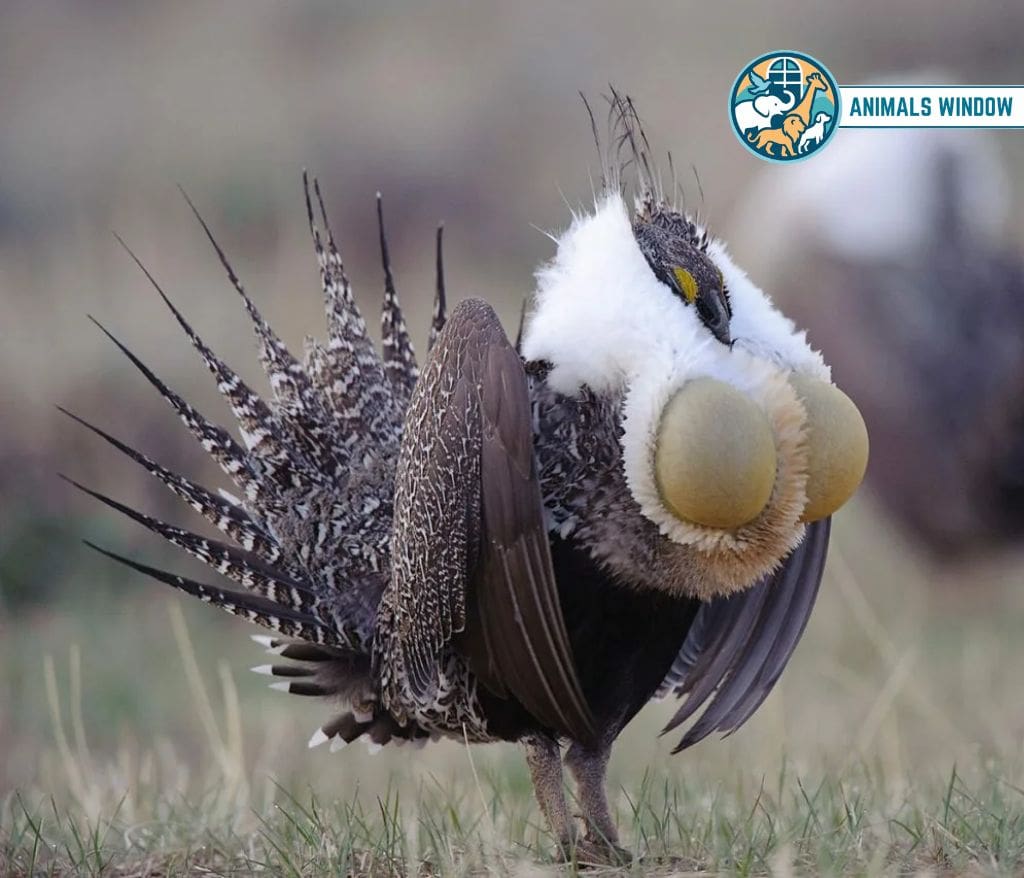 Greater Sage-Grouse Spiky Animals With Spikes, Scales, and Quills