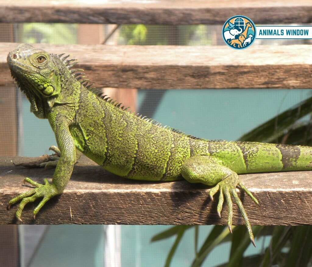 Green Iguana Animals with Scales