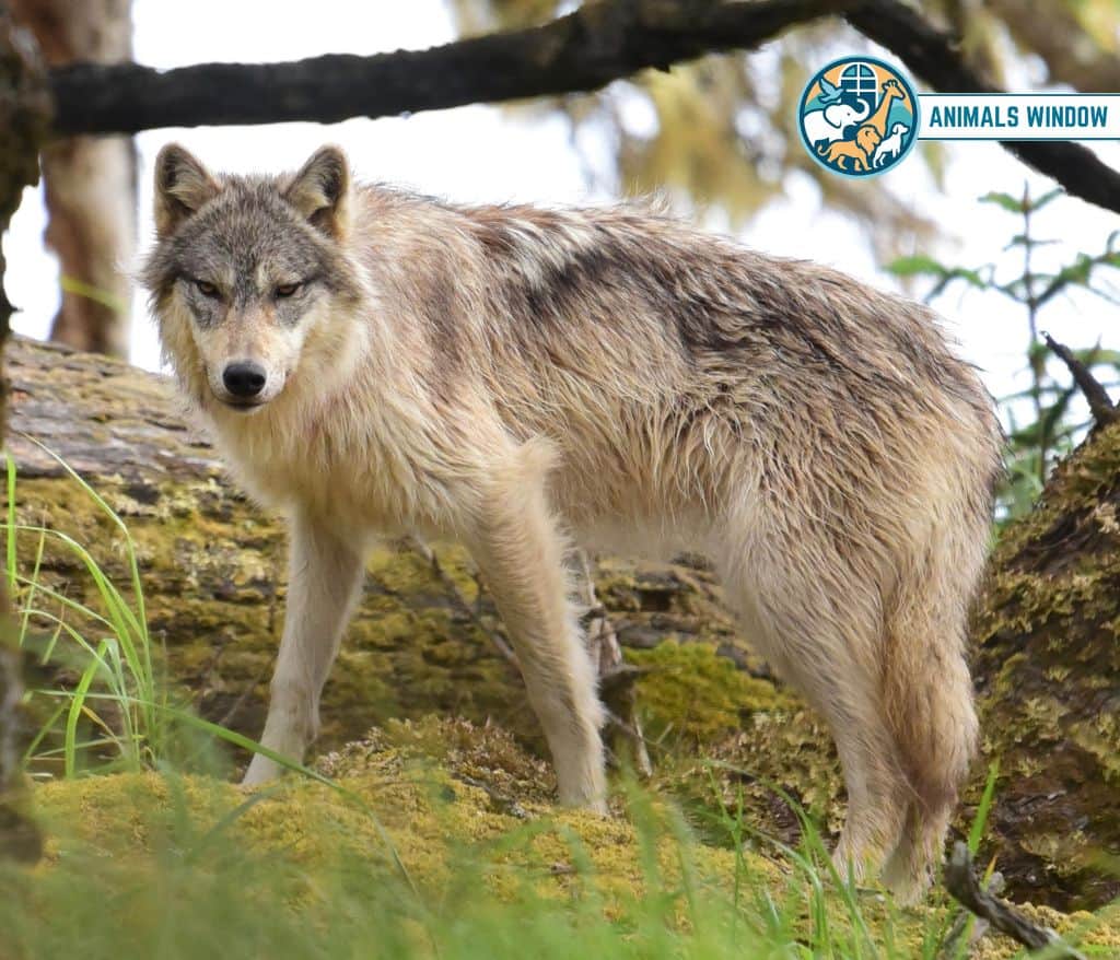Grey Wolf Animal That Gallop