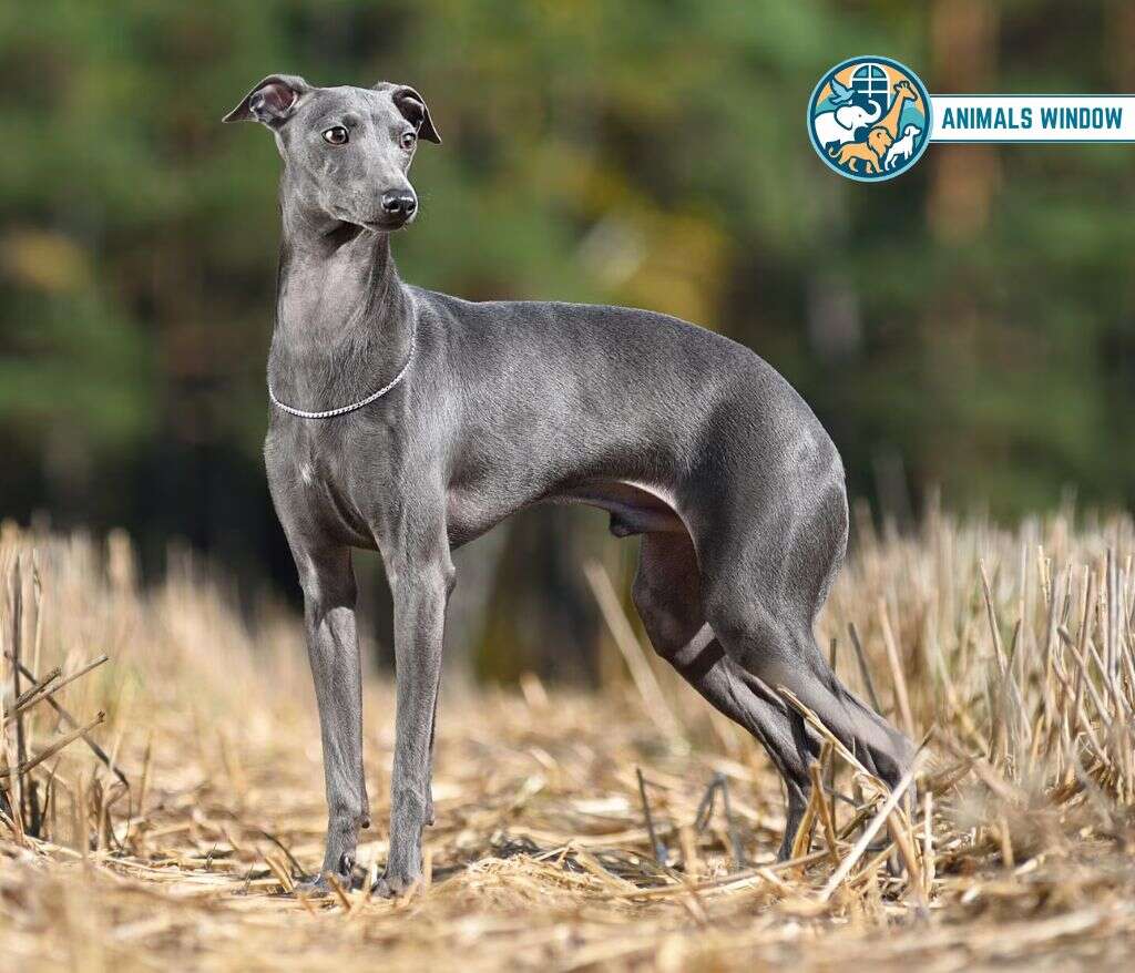 Greyhound Animal That Gallop