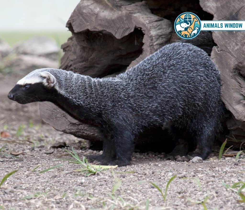 Grison Animal Like Ferrets