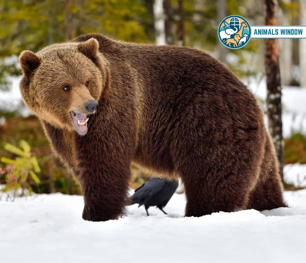 Grizzly Bear Animal That Gallop