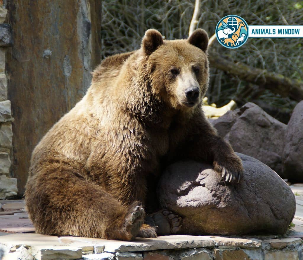 Grizzly Bear Animals That Eat Honey