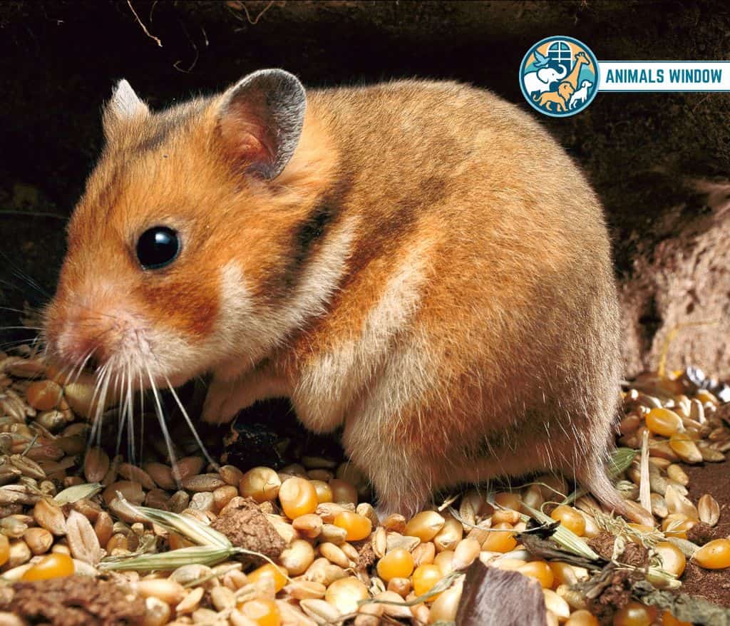 Hamster Greedy Animal