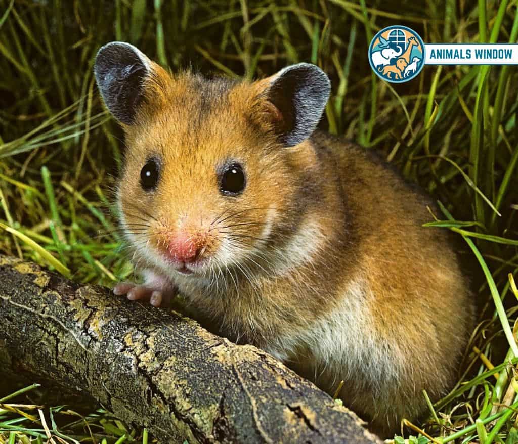 Hamster Weak Animal in the World