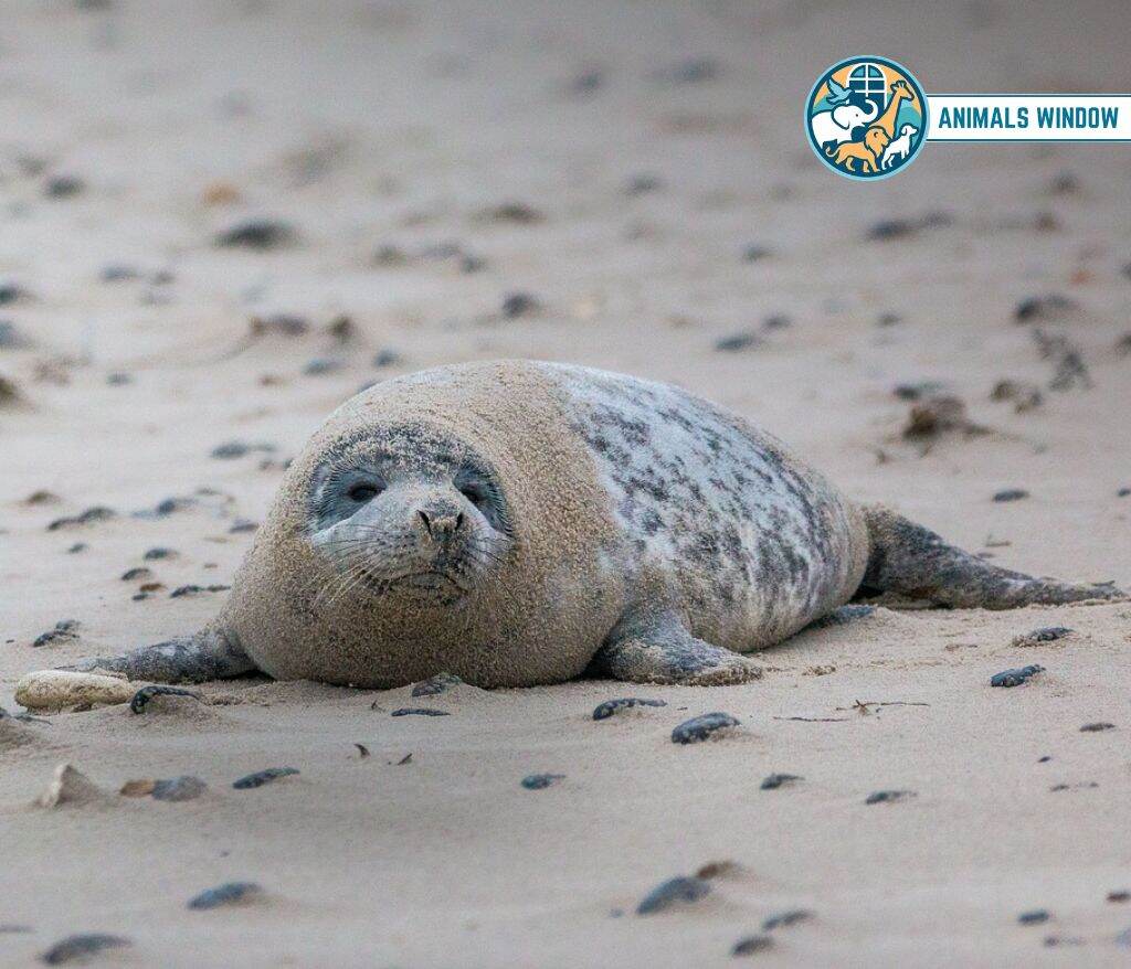 Harbor Seal Clumsy Animal