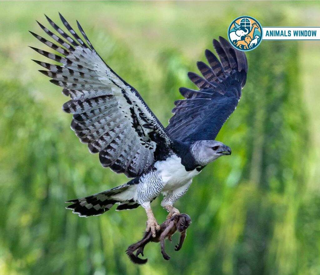 Harpy Eagle Animal with Feathers