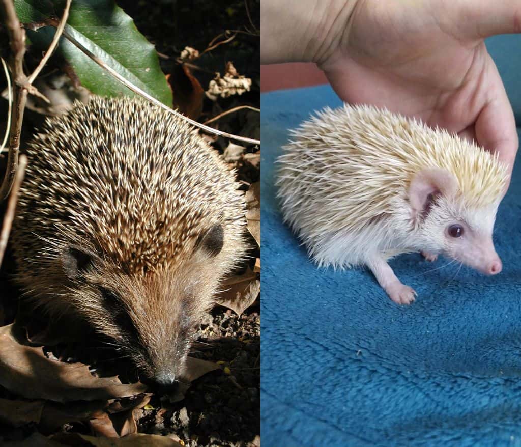 Hedgehog Spiky Animals With Spikes, Scales, and Quills