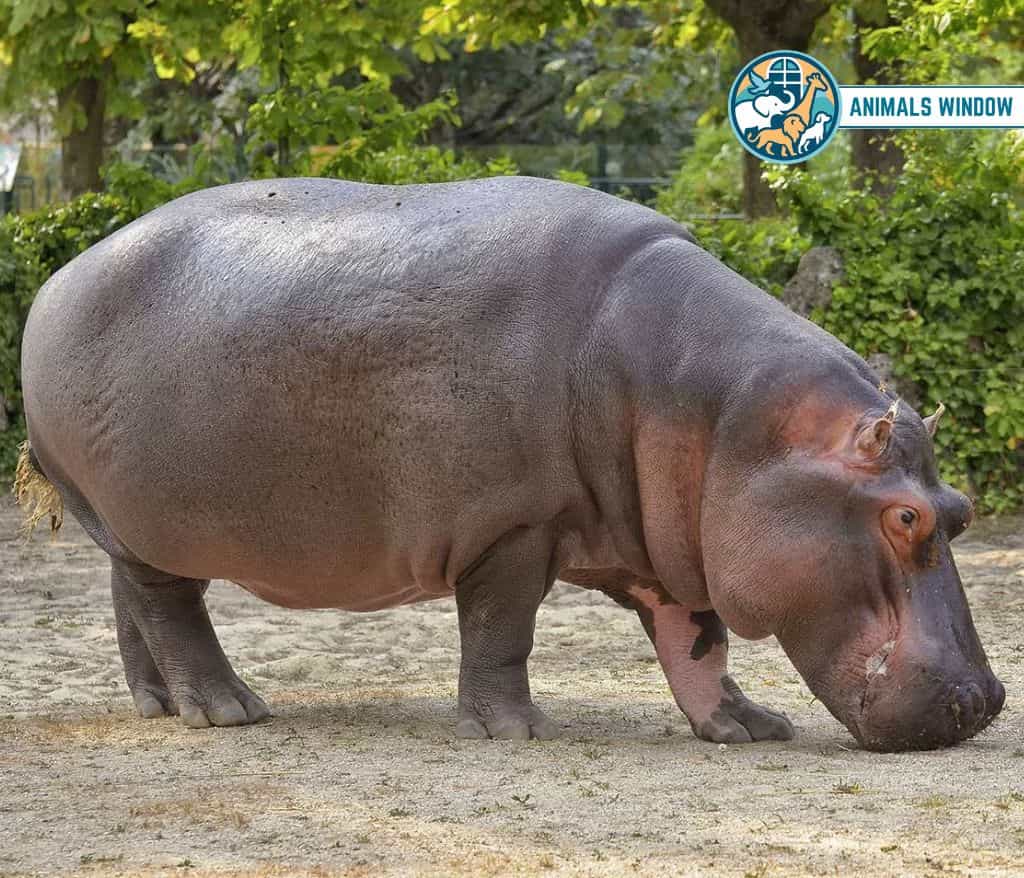 Hippopotamus Clumsy Animals