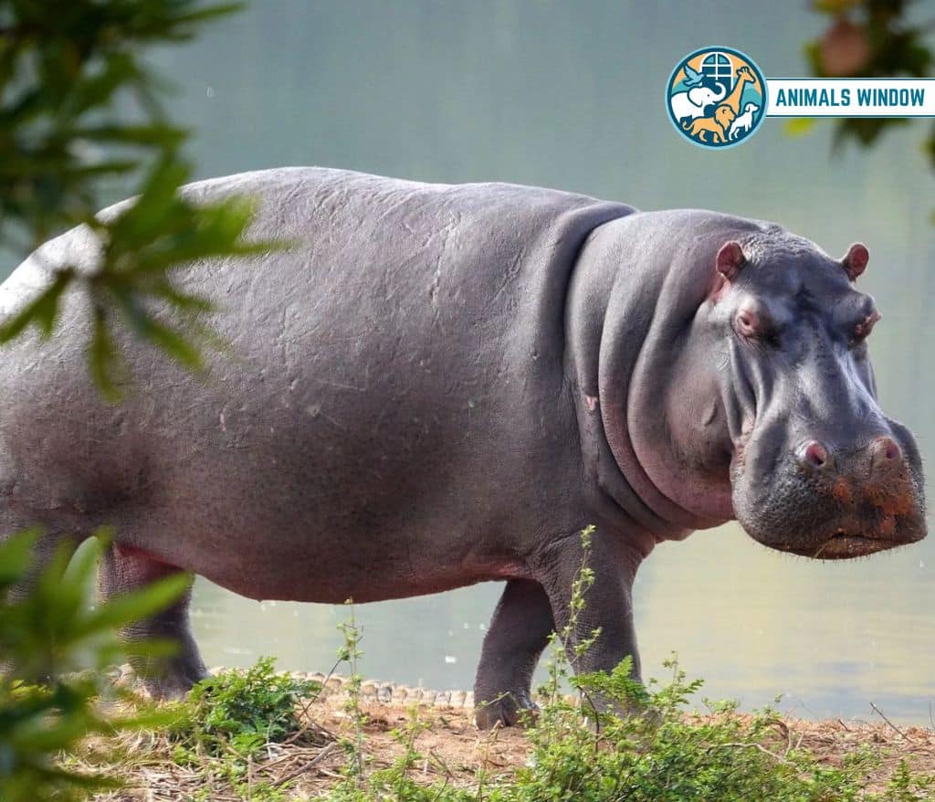Hippopotamus Gallop Animal