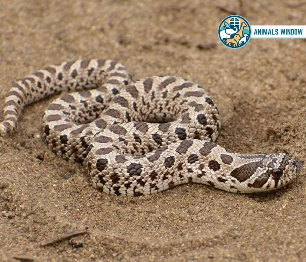 Hognose Snake Best Terrarium Animals