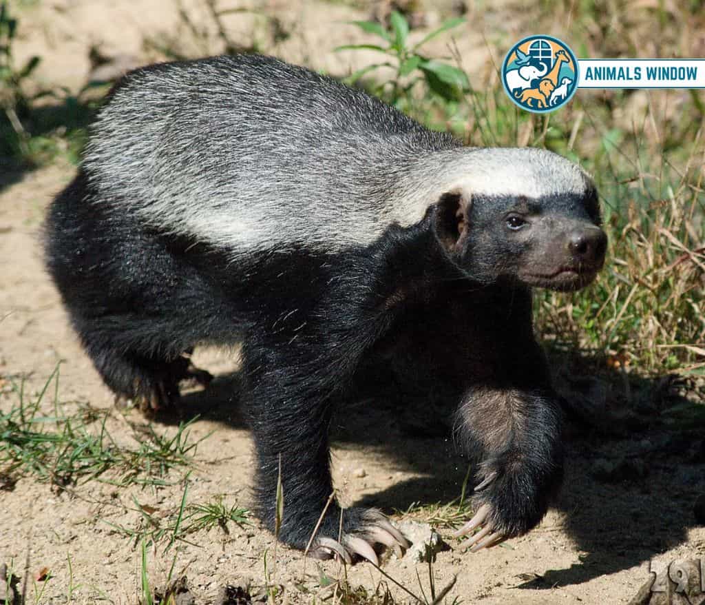 Honey Badger Animal That Eat Honey
