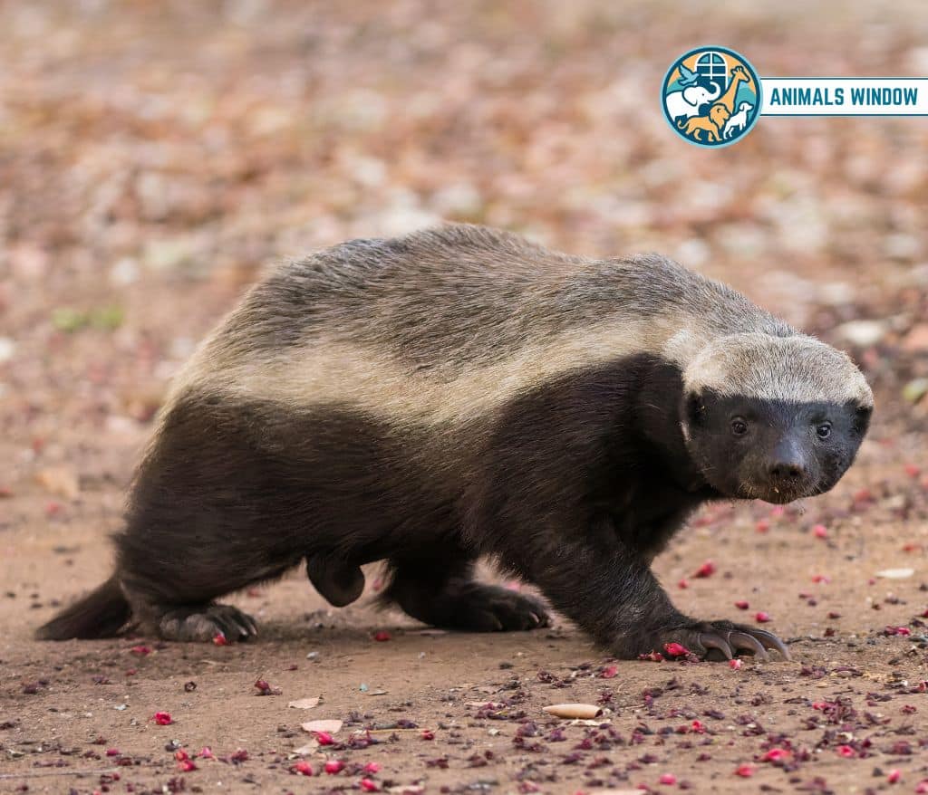 Honey Badger Greedy Animal