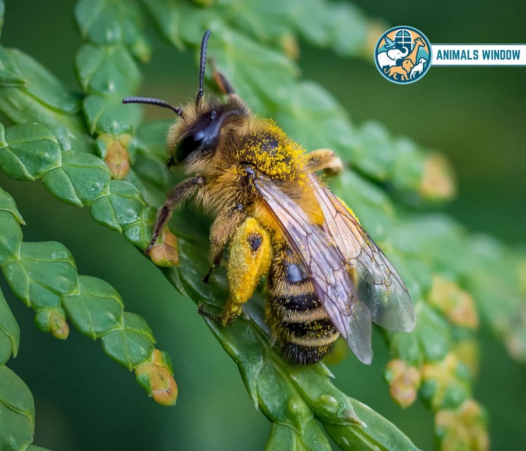 Honey Bee Animals That Eat Honey