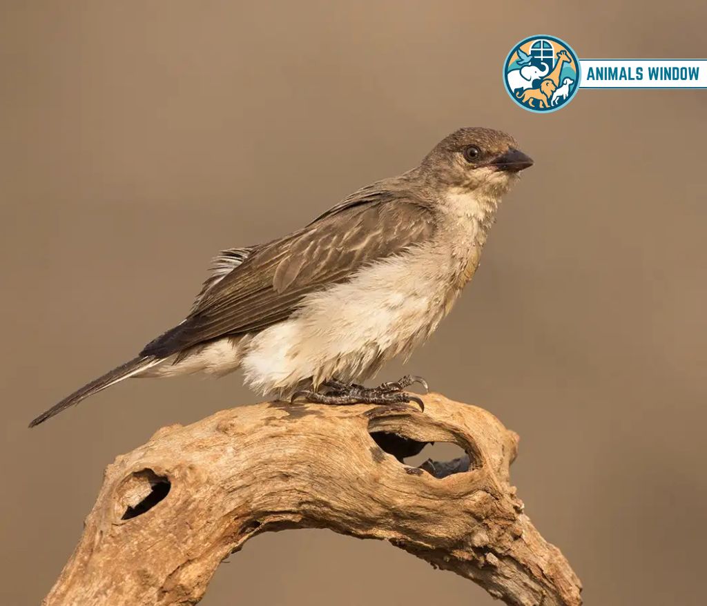Honeyguide Bird Animal That Eat Honey