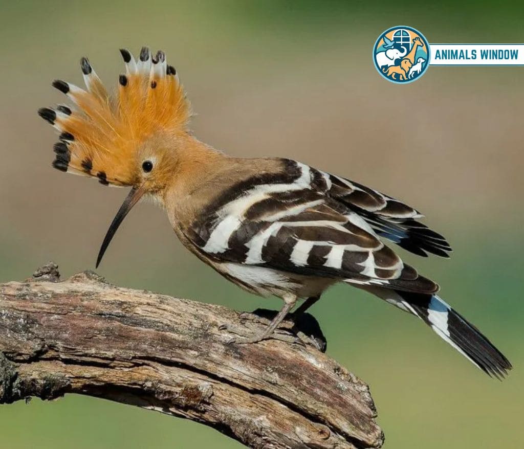 Hoopoe Spiky Animals With Spikes, Scales, and Quills