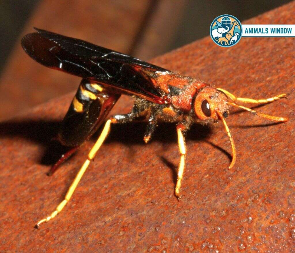 Horntails (Wood Wasps) Animal That Eat Wood