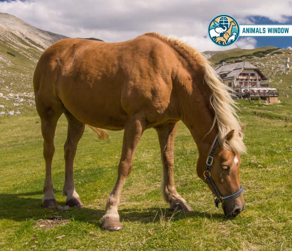 Horse Animal That Gallop