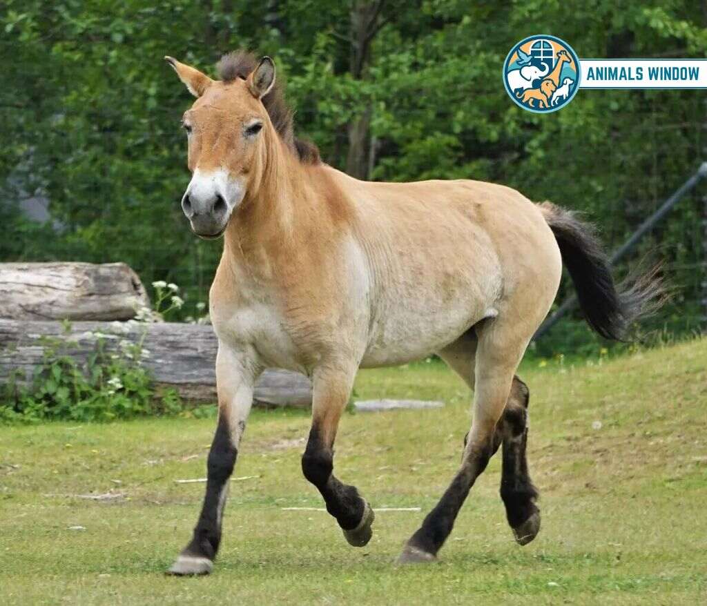 Horse Animals That Drink A Lot of Water