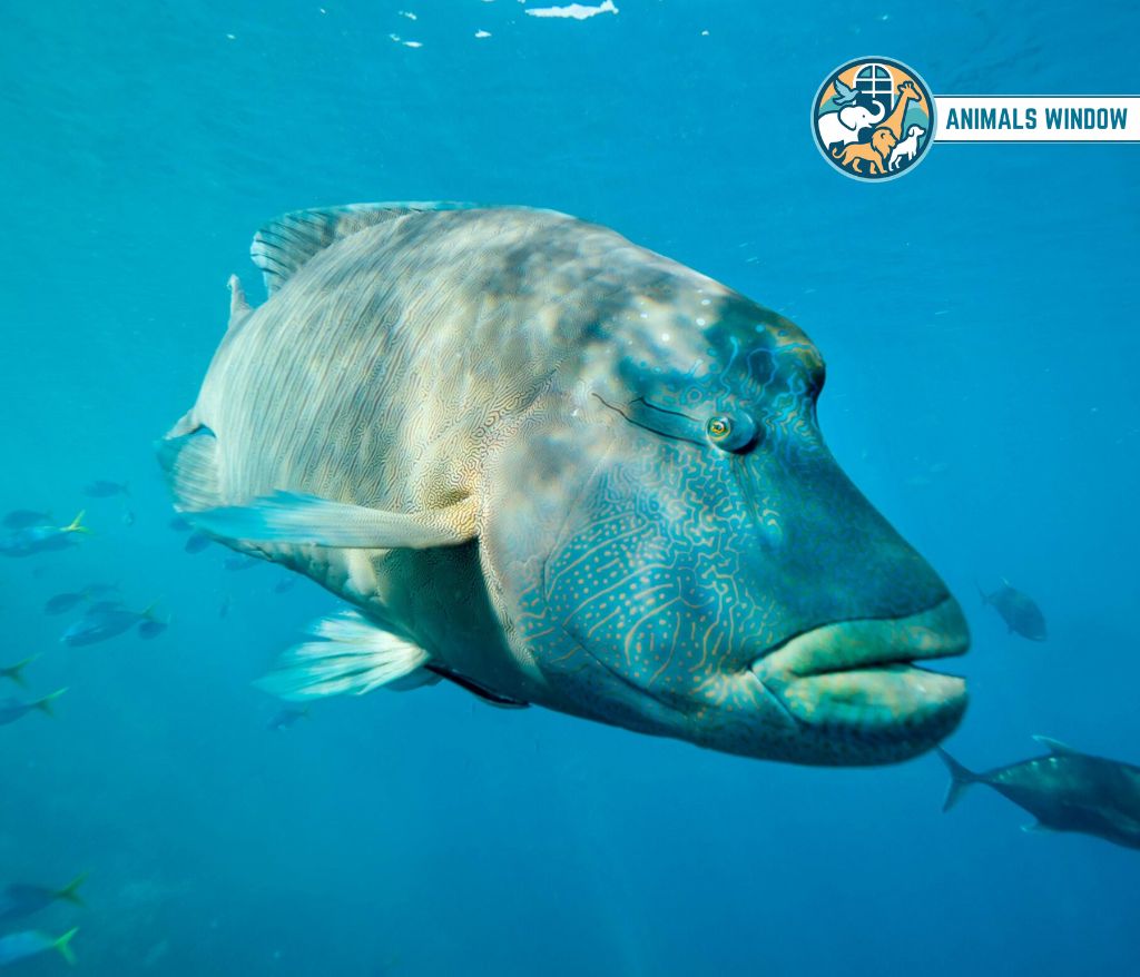 Humphead Wrasse Blue Animals in the World