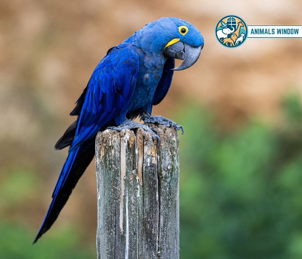 Hyacinth Macaw Blue Animal