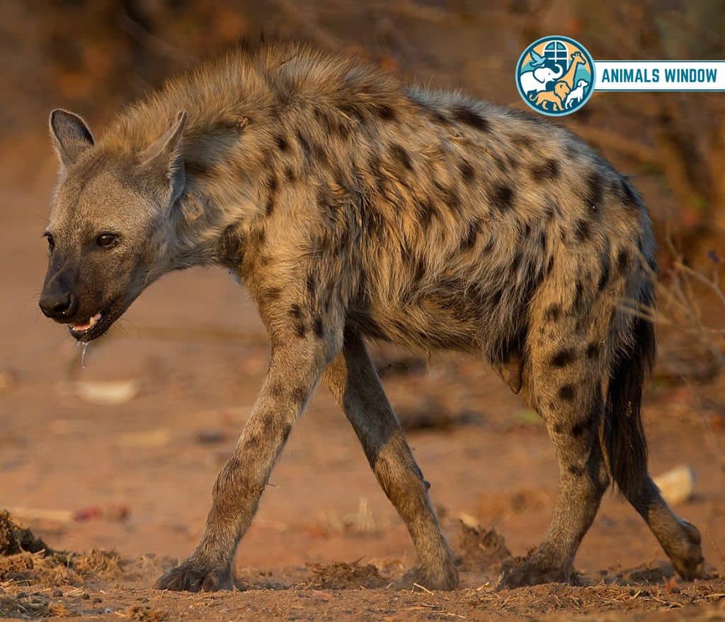 Hyena Animals That Growl on Earth