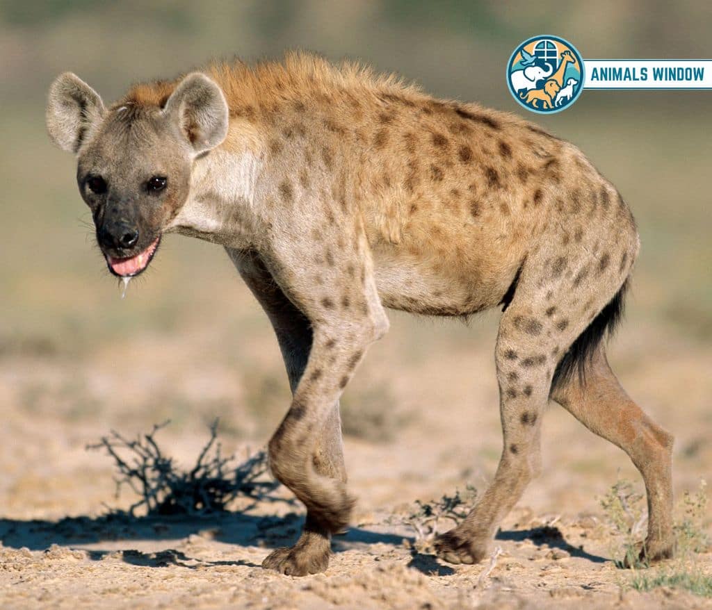 Hyena Greedy Animal