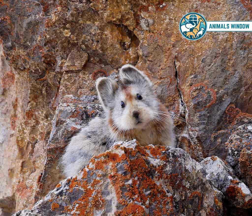 Ili Pika Shy Animal in the World