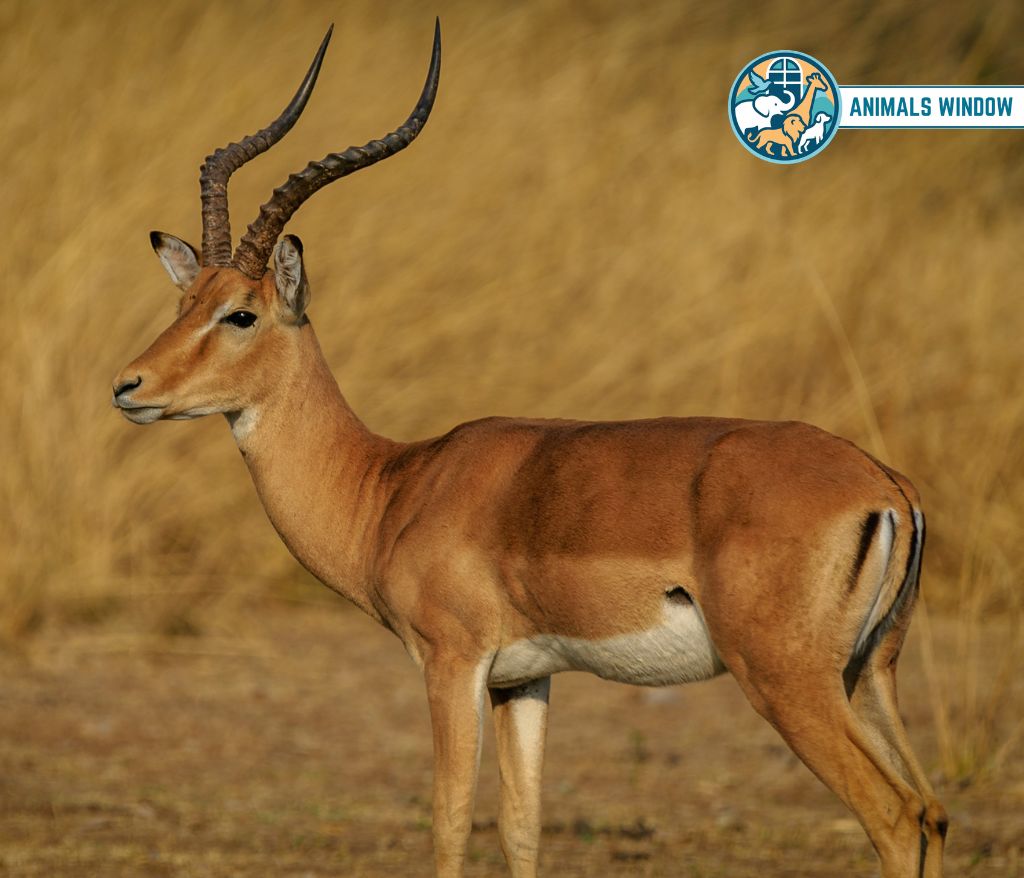 Impala Animal That Gallop