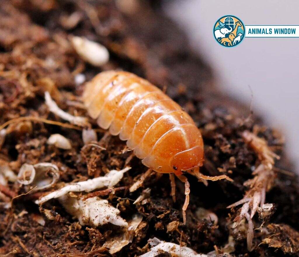 Isopods Best Terrarium Animals