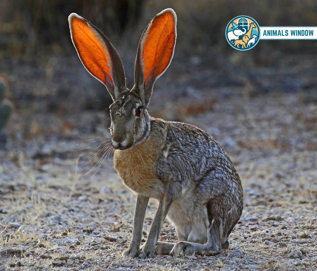 Jackrabbit Animal That Gallop