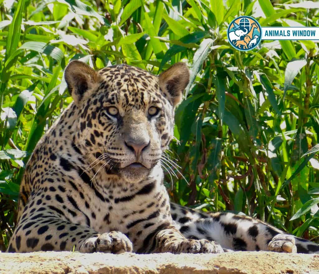 Jaguar Animals That Growl on Earth