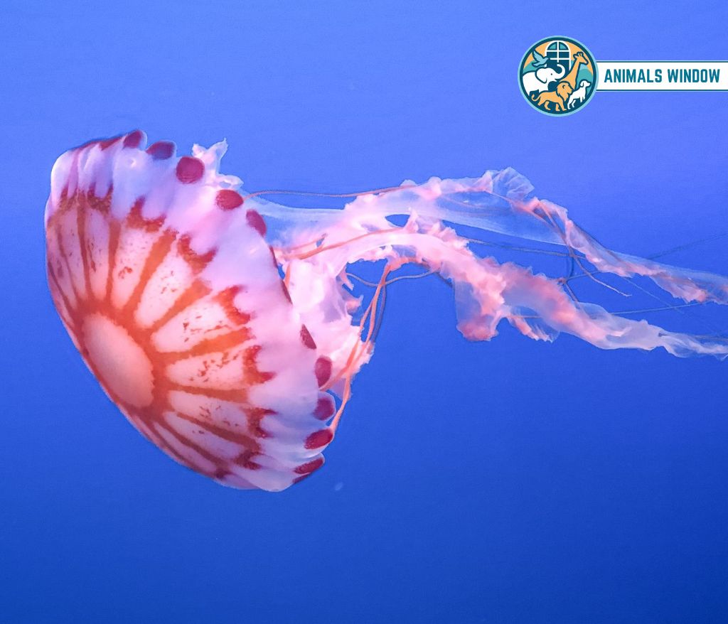Jellyfish Weak Animals in the World