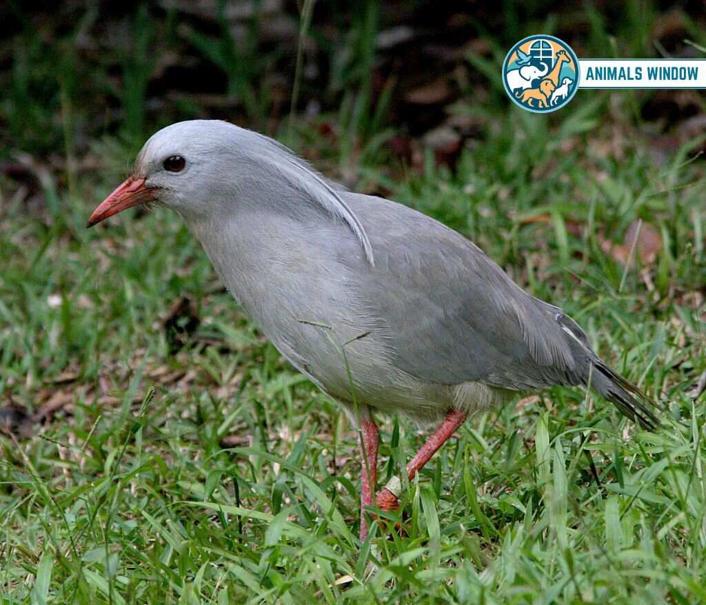 Kagu Animals with Feathers