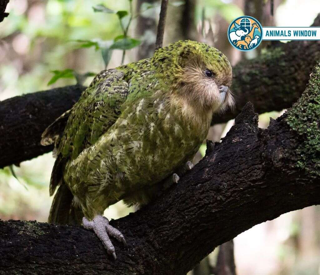 Kakapo Animal with Feathers