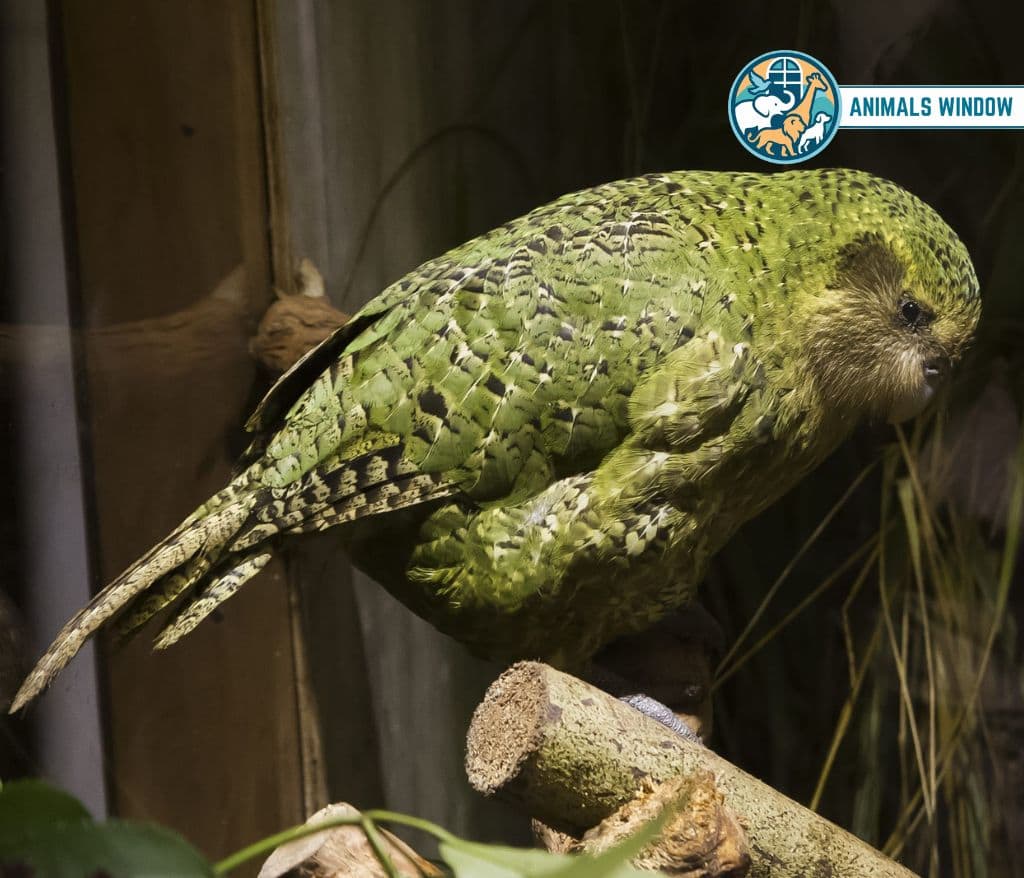 Kakapo Shy Animals in the World