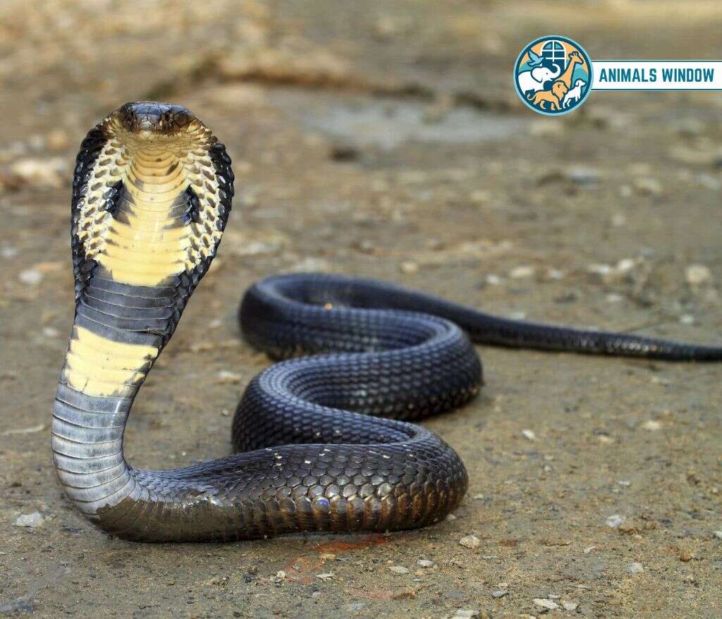 King Cobra Animals with Scales