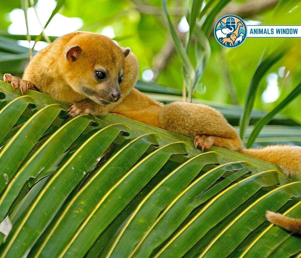 Kinkajou Animal That Eat Honey