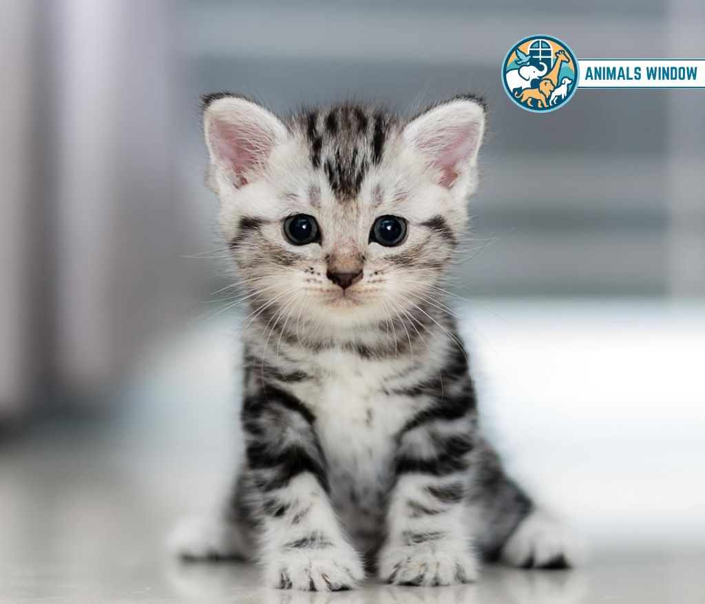 Kitten Clumsy Animal