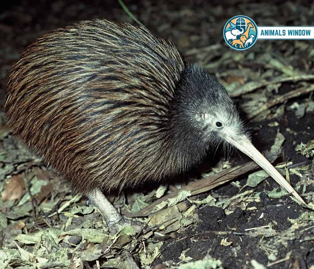 Kiwi Shy Animal in the World