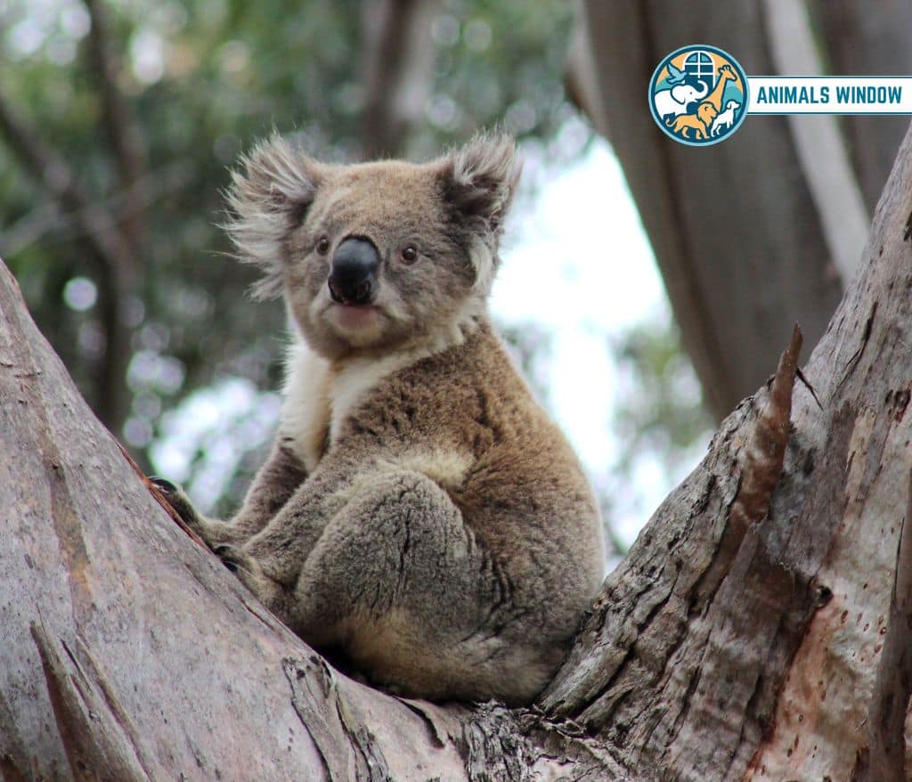 Koala Animal with Opposable Thumbs (With Picture and Unique Facts)