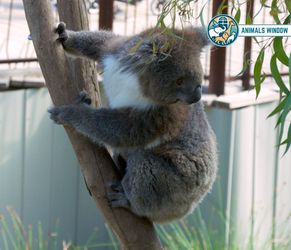 Koala Shy Animal in the World